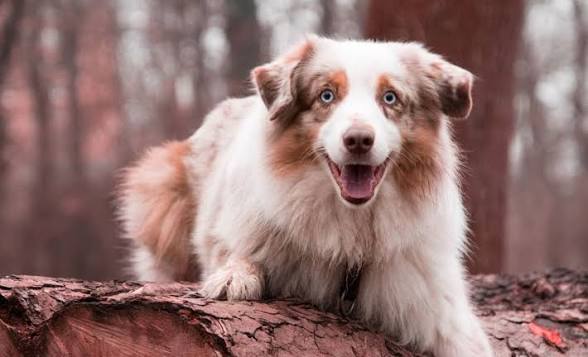 NorCal Shelter Aussie Mix, 30–60 lb, Tail